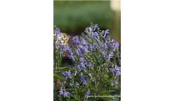 Gartenbaumschule Becker