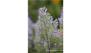 Gartenbaumschule Becker