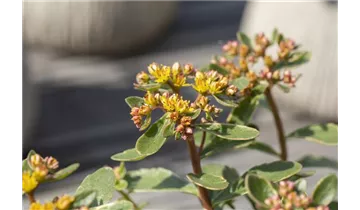 Gartenbaumschule Becker