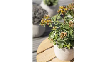 Gartenbaumschule Becker