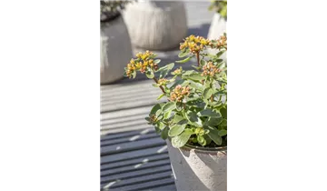 Gartenbaumschule Becker