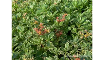 Gartenbaumschule Becker