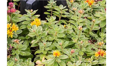 Gartenbaumschule Becker