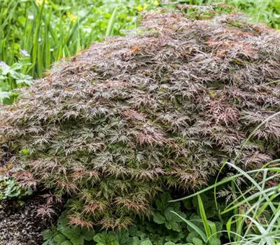 Acer palmatum 'Garnet'