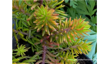 Gartenbaumschule Becker