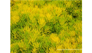 Gartenbaumschule Becker