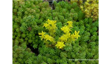 Gartenbaumschule Becker