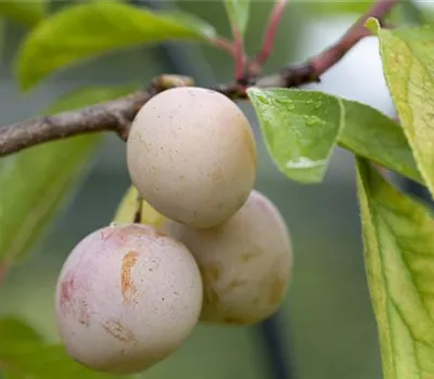 Prunus syr.'Von Nancy' CAC
