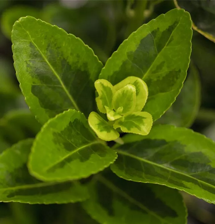 Gelbbunte Japanspindel 'Aureomarginatus'