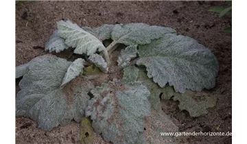 Gartenbaumschule Becker