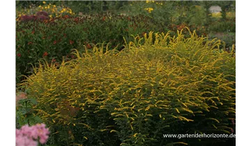 Gartenbaumschule Becker