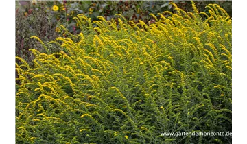 Gartenbaumschule Becker