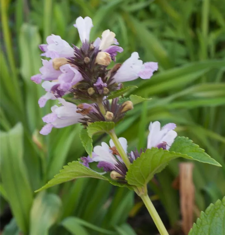 Nepeta subsessilis 'Sweet Dreams'