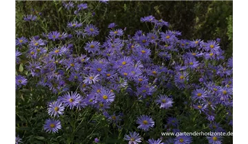 Gartenbaumschule Becker