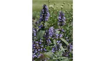 Gartenbaumschule Becker