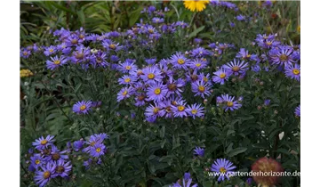 Gartenbaumschule Becker