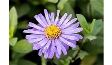 Gartenbaumschule Becker