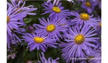 Gartenbaumschule Becker