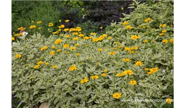 Gartenbaumschule Becker