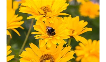 Gartenbaumschule Becker