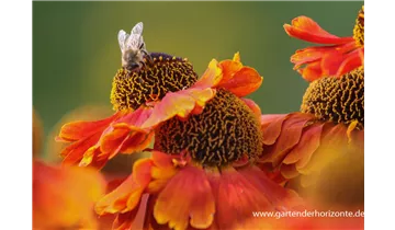 Gartenbaumschule Becker