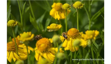 Gartenbaumschule Becker