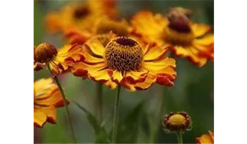 Gartenbaumschule Becker