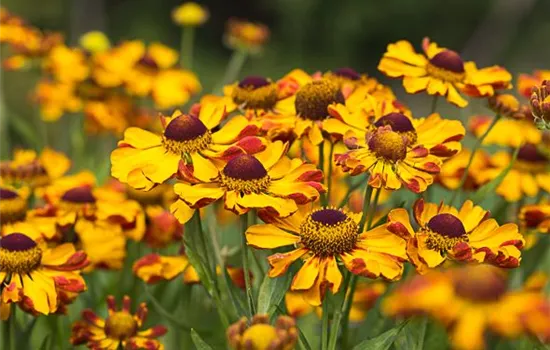 Sonnenbraut Sonnenbraut