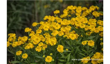 Gartenbaumschule Becker