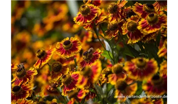 Gartenbaumschule Becker