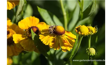 Gartenbaumschule Becker