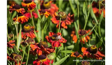 Gartenbaumschule Becker