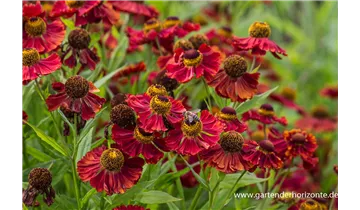 Gartenbaumschule Becker