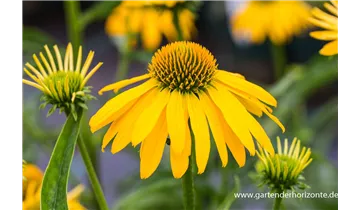 Gartenbaumschule Becker