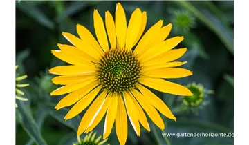 Gartenbaumschule Becker