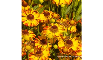 Gartenbaumschule Becker