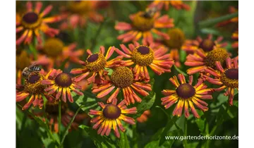 Gartenbaumschule Becker