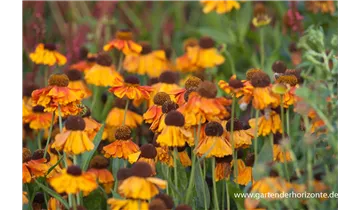 Gartenbaumschule Becker