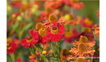 Gartenbaumschule Becker