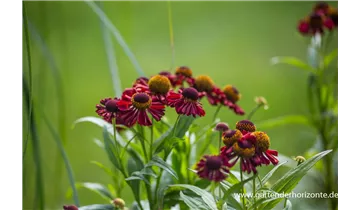 Gartenbaumschule Becker