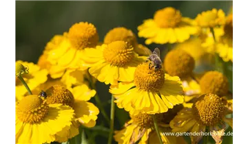 Gartenbaumschule Becker