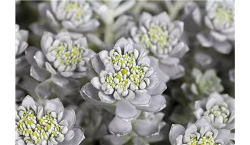 Gartenbaumschule Becker