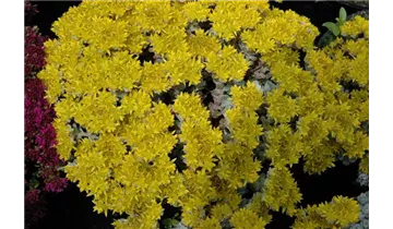 Gartenbaumschule Becker