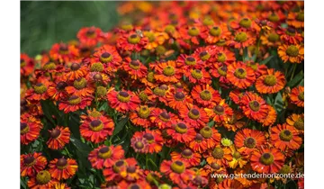 Gartenbaumschule Becker