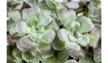 Gartenbaumschule Becker