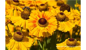 Gartenbaumschule Becker