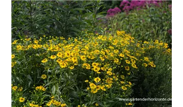 Gartenbaumschule Becker