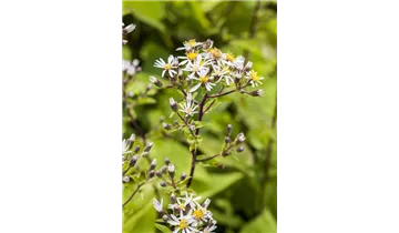 Gartenbaumschule Becker