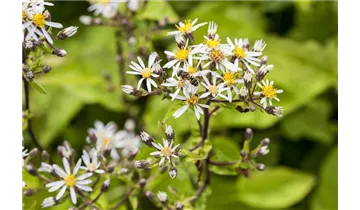 Gartenbaumschule Becker