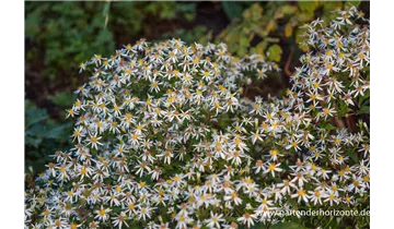 Gartenbaumschule Becker